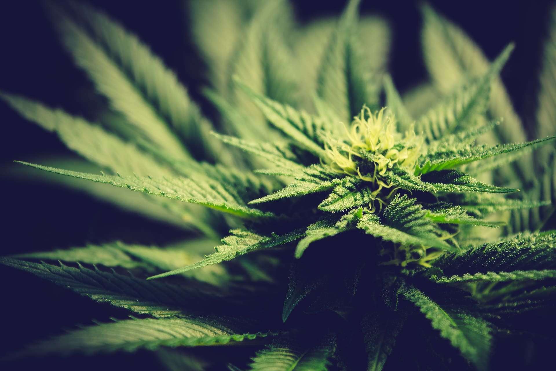 Hanfpflanze-CBD-Geld-verdienen